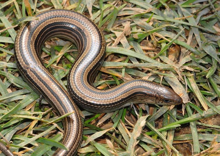 Chalcides chalcides/Luscengola, fienarola